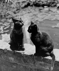 This is why experts say if an inside cat goes out and you think they may be lost, put their litter box outside immediately so they have a better chance of finding their way home. How Do Cats Communicate With Each Other Library Of Congress