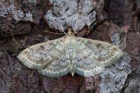 Image result for Anania perlucidalis