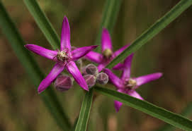 Image result for Apocynaceae subfamily Periplocoideae