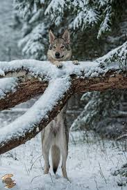 27655520 334575610377059 8415551525972865023 N Jpg 641 960 Pixels Chien Loup Animaux Beaux Animaux Sauvages