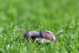 Slug and snail traps many organic gardens use traps laced with beer to snare slugs. Tzy0ohokufejcm