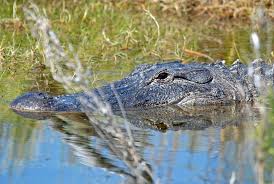 The game warden also said alligators have been there as. Alligator Safety Texas Parks Wildlife Department