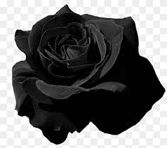 Check spelling or type a new query. Rose Petal Png Images Pngwing