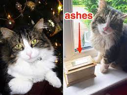 But they will still enjoy them if available! Lost Cat Returns Home After Family Cremated One That Looked Like Pet