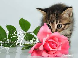 O zi de miercuri minunata! Zidaru Adriana Ioana On Twitter Buna Dimineata Luigi O Zi Minunata De Miercuri