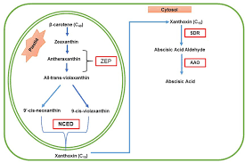 Frontiers Abscisic Acid And Abiotic Stress Tolerance In