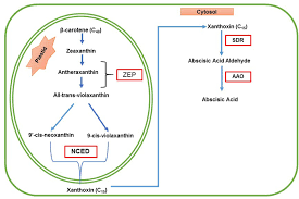 frontiers abscisic acid and abiotic stress tolerance in