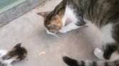 Yavrusunu Vermek Istemeyen Anne Kedi Youtube
