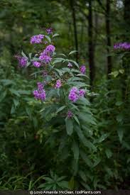 Image result for Vernonia ugandensis