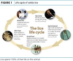 Image result for lice life cycle