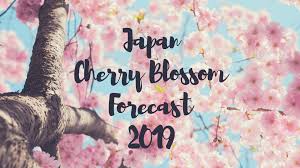 Cherry Blossom Forecast 2019 In Japan Japan Web Magazine