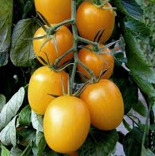 1 65 Graines De Tomate Gold Roma 5 Graines Par Sachet La Roma Jaune A Un Temps De Maturation Tres Court D Envi Graine De Tomate Tomates Farcies Tomate Fruit