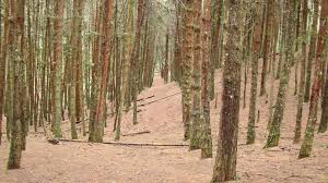 Kodaikanal Pine Woods Pine Forest Kodaikanal Forest