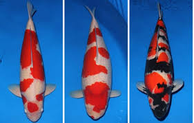 Di negara asalnya ikan koi ini dijadikan semacam lambang atau simbol persahabatan atau simbol cinta. Tips Sederhana Budidaya Ikan Koi Ala Segalahobi Segala Hobi