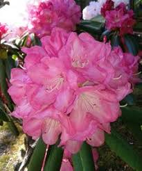R Daniela Photo By Jan R Fuller Beautiful Pink Flowers Flower Garden Flowers