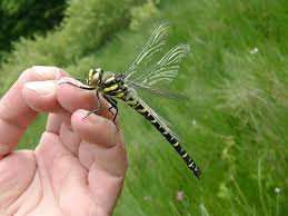 Pin On Dragonflies Damselflies