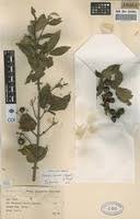 Image result for Tricalysia jasminiflora