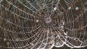 Spiderwebs In The Bible, Evangelical Focus