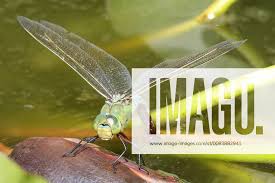 Image result for Pterygota