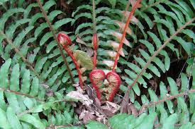 Image result for Blechnaceae