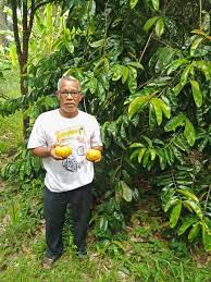 Bentuk biji memipih, sepanjang 1,5 cm. Asam Gelugur Asam Pejabat Pertanian Daerah Segamat Facebook