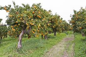 It shall be food for you.the prohibition on the tree of the knowledge of good and evil comes in ch. Symbolism Of Tree Of Knowledge Of Good And Evil In Different Religions Spiritual Ray