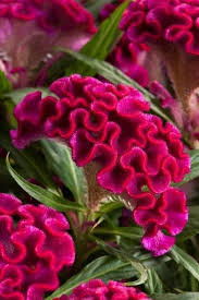 Celosia Twisted Pink See Https Floritec Eu Nl Celosia Informatie