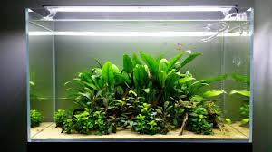 Flora Anubias Sp Angustifolia Anubias Sp Petite Various Bucephalandra Sp Urban Aquaria 64 Litr Aquarium Tropical Fish Aquarium Aquarium Landscape