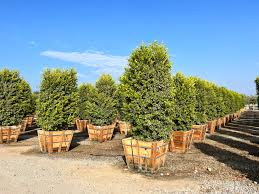 Image result for Ficus demeusei