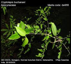 Image result for Cryptolepis apiculata