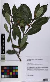 Image result for Malouetia