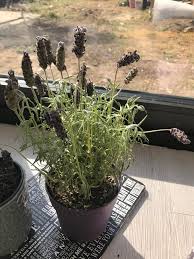 Potted lavenders need more care and attention when it comes to watering so i wrote another article watering lavenders in pots and how to care for planting lavenders in pots would be a good idea as you can place them in the most exposed or windy location of the garden and keep them away from. My New Lavender Plant Is Dying Any Ideas Of How To Save It Please Houseplants
