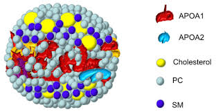 Sphingomyelin in High-Density Lipoproteins: Structural Role and Biological  Function
