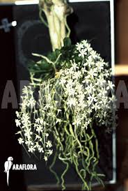 Image result for Mystacidium