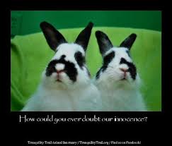 Innocent Bunnies Bunny Rabbit Poster Trouble Funny Rescue Pet Dwarf Bunnies Bunny Care Animal Sanctuary