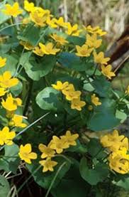 Check out native perennial on ebay. 41 Native Michigan Flowers Ideas Plants Native Plants Wild Flowers