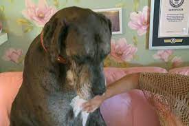 WATCH: Freddy is officially the biggest dog in the world 