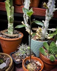 Image result for Dorstenia buchananii