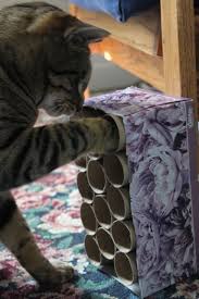 Pin On Cat Training