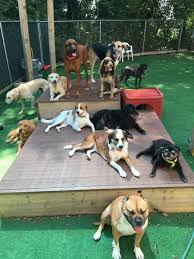 I can pick them up and put them outside, but that is it. Noah S Pet Hotel Spa Doggy Daycare Pa 717 652 7387