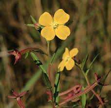 Image result for Ludwigia octovalvis