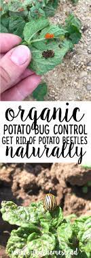 We did not find results for: Organic Potato Bug Control How To Get Rid Of Potato Beetles Naturally Whole Fed Homestead