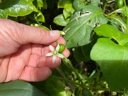 Image result for Cayaponia