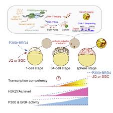 Brd4 And P300 Confer Transcriptional Competency During Zygotic Genome Activation Sciencedirect