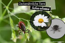 Gibt Es Zeckenahnliche Tiere Kafer Oder Insekten Zecken Erkennen