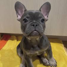 This pup is a descendant of the robust and athletic fighting dogs popular in england in the 1600's and 1700's. Cheap Teacup French Bulldog Puppies For Sale Near You