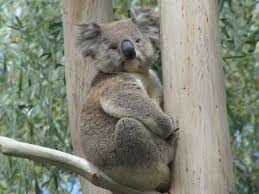 Image result for koala