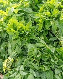 Check spelling or type a new query. Growing Mint What To Think About Before Planting