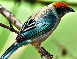 Aves Del Valle Del Cauca 2lindo Pajaro De Colombia Kus Doga