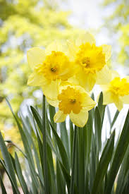 15 Deadly Plants You Might Have At Home Deadly Plants Daffodil Gardening Daffodils Planting